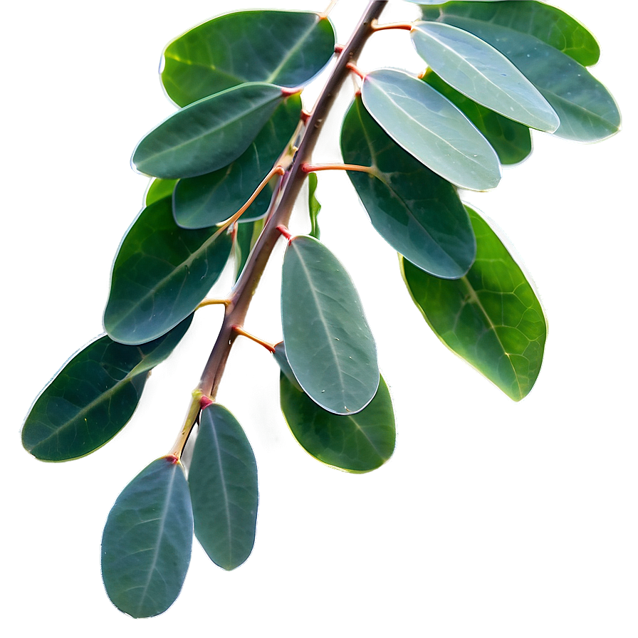 Eucalyptus Leaves In Sunlight Png 7