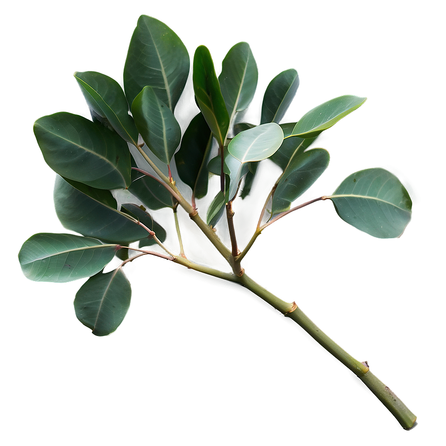 Eucalyptus Leaves Isolated Png 06272024