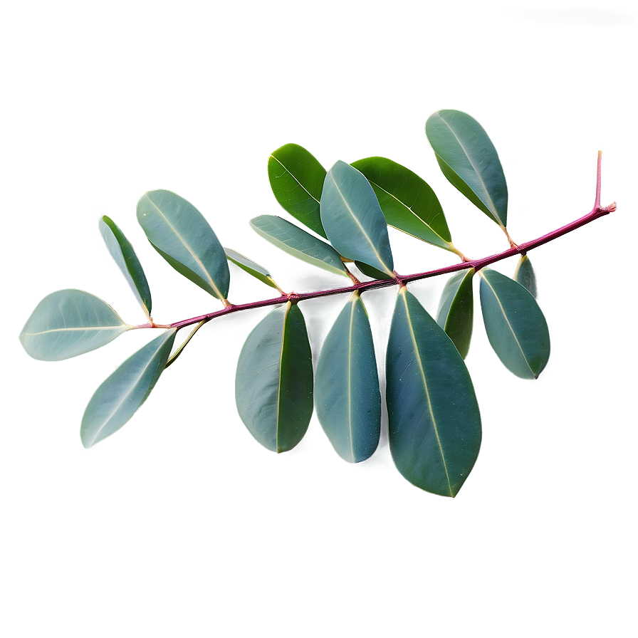 Eucalyptus Leaves Isolated Png 06272024