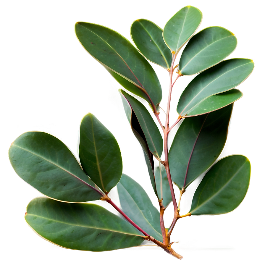 Eucalyptus Leaves Isolated Png Mlt