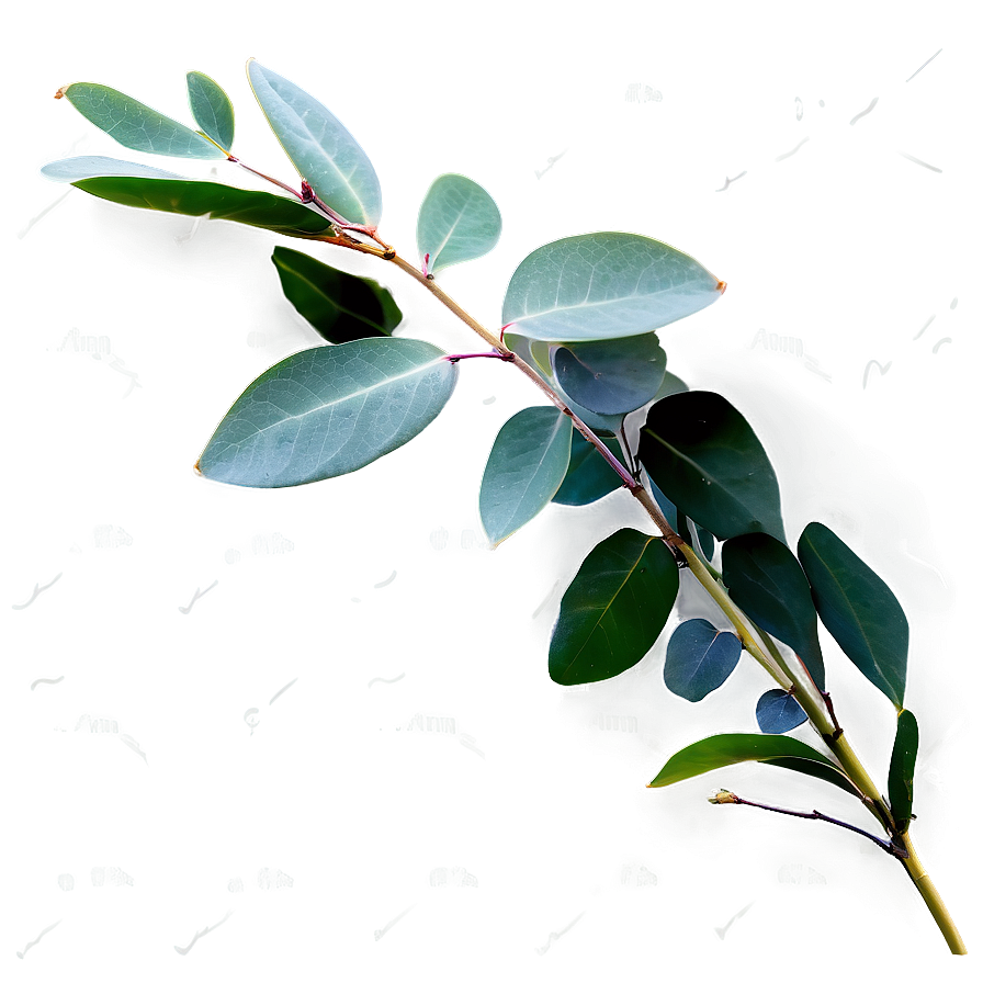 Eucalyptus Leaves On White Png Cgh50