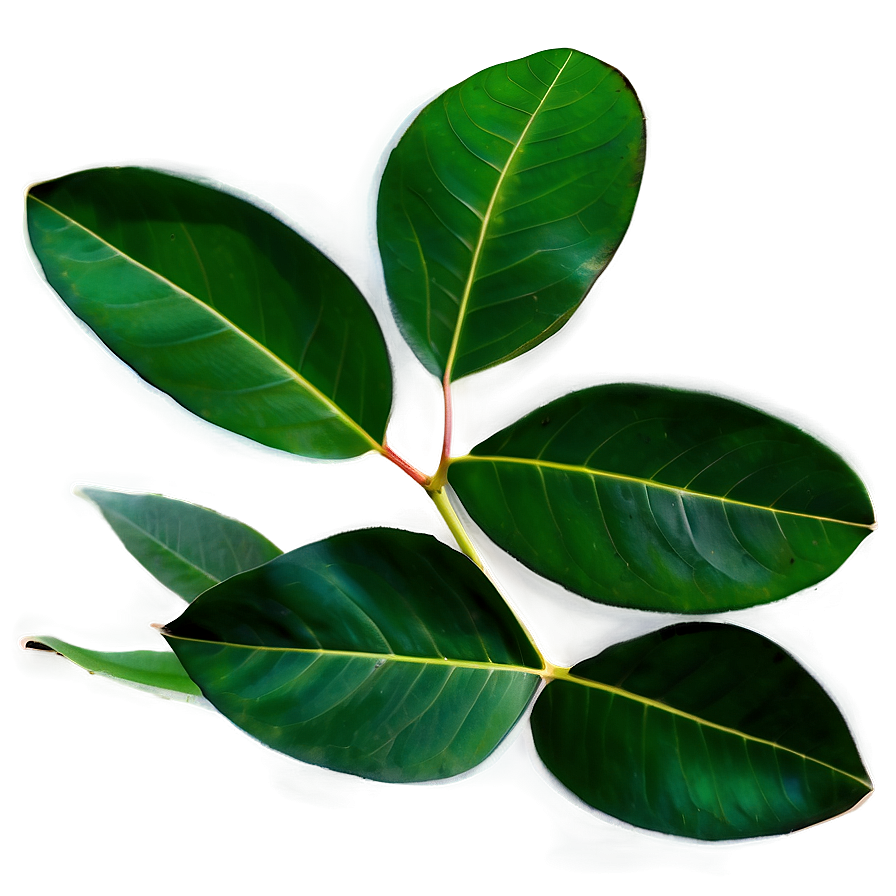 Eucalyptus Leaves Overlay Png 06272024