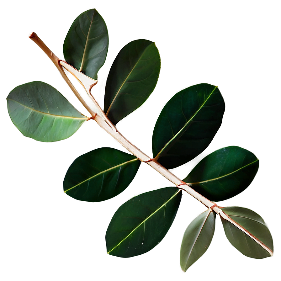 Eucalyptus Leaves Overlay Png Buq