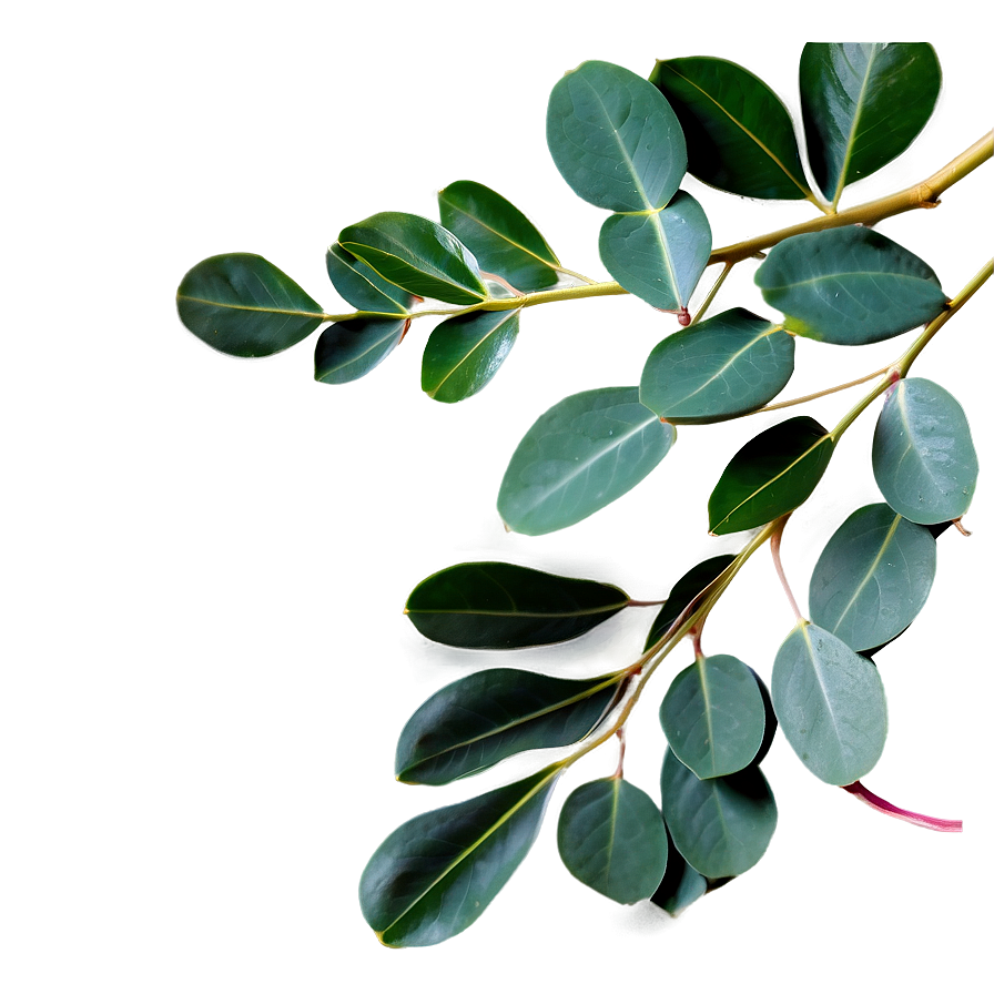 Eucalyptus Leaves Png 10