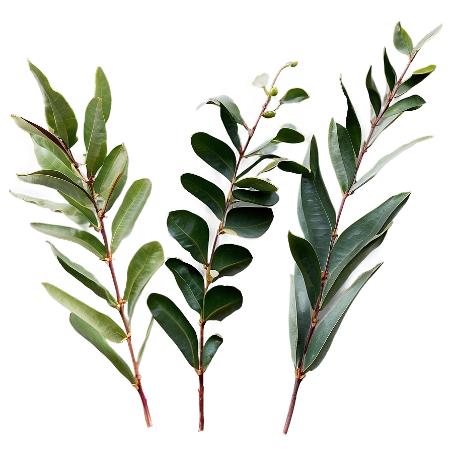 Eucalyptus Leaves Png 88