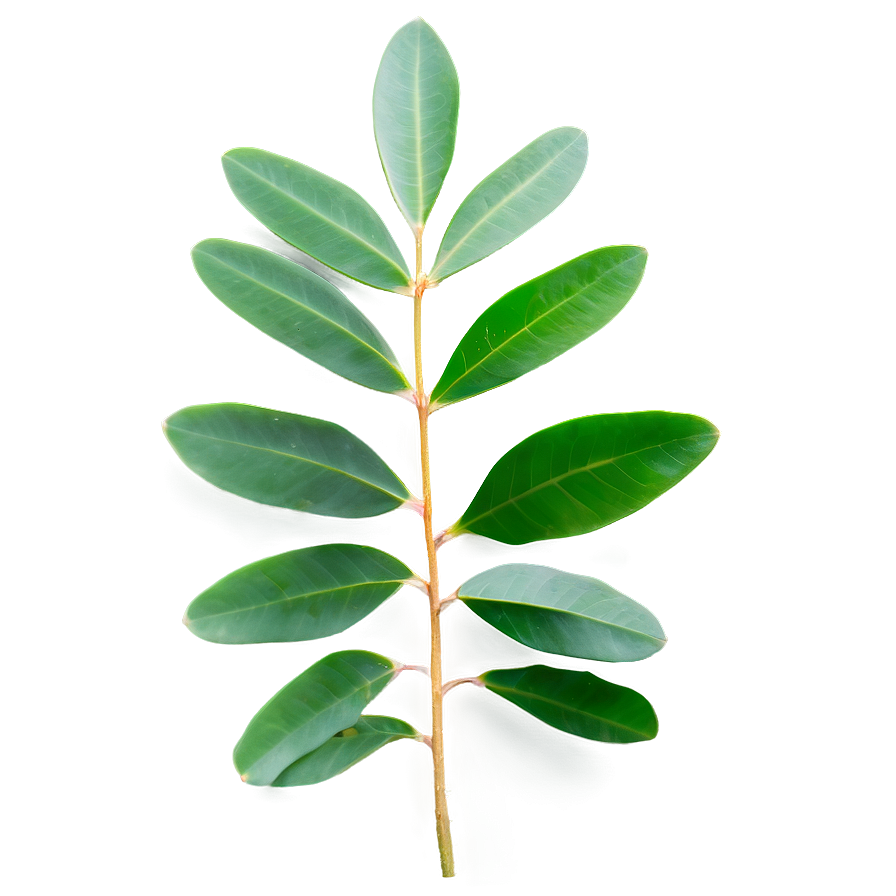 Eucalyptus Leaves Png Bve86