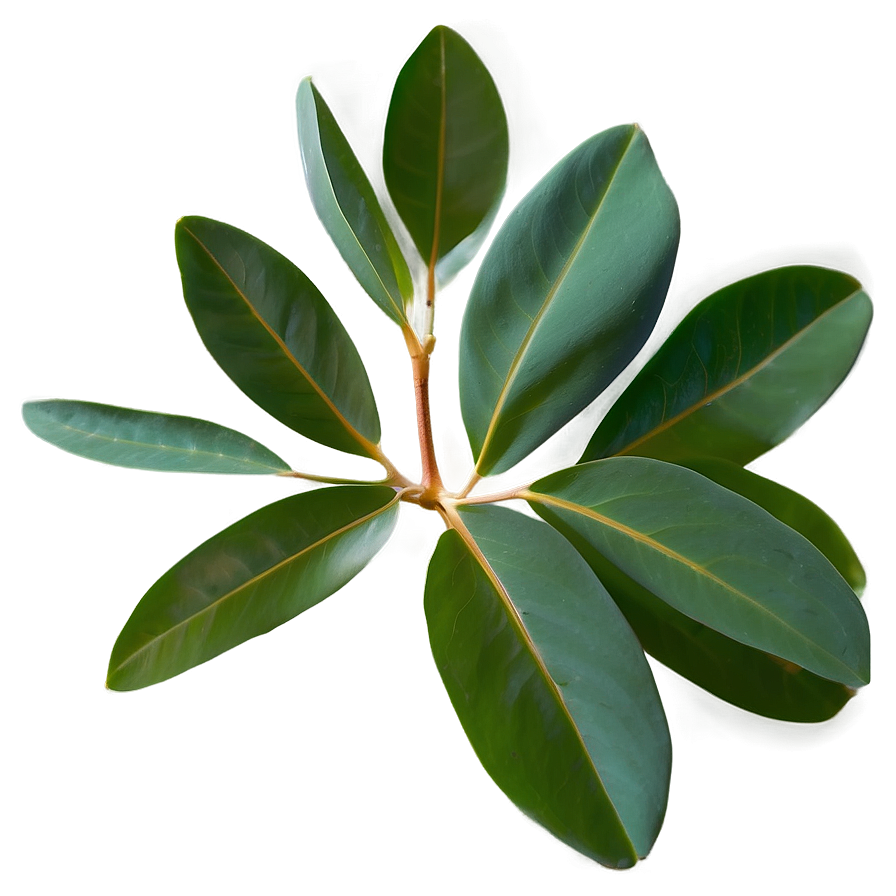 Eucalyptus Leaves Scent Png 75