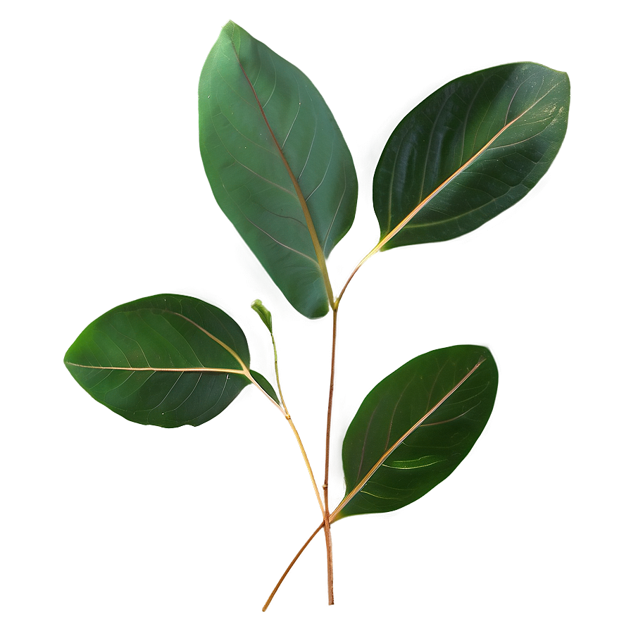 Eucalyptus Leaves Transparent Png Lhl42