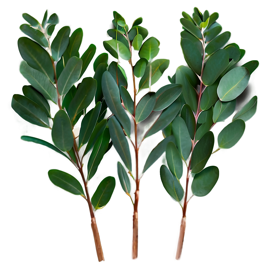 Eucalyptus Leaves Transparent Png Rxj29