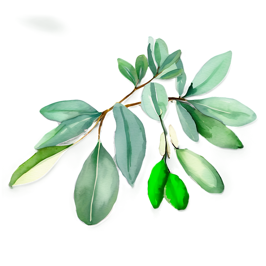 Eucalyptus Leaves Watercolor Png Dlh