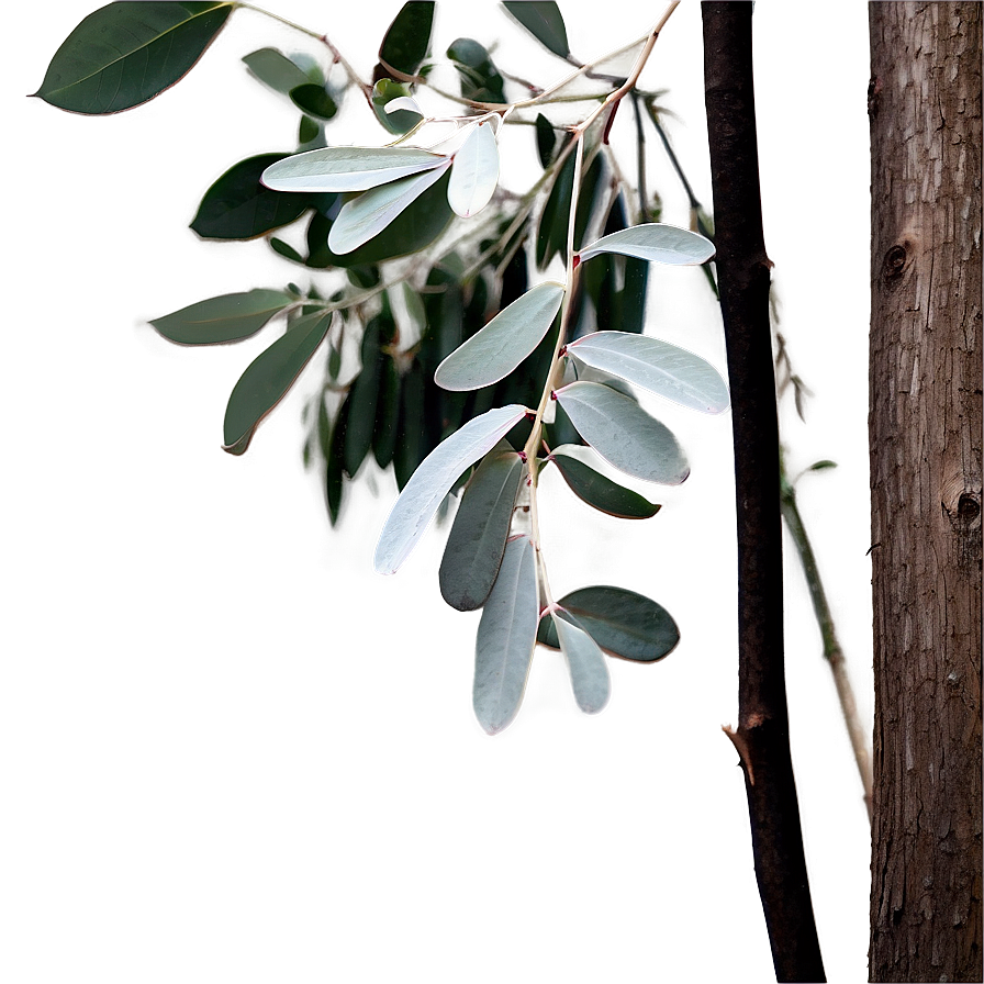 Eucalyptus Monochrome Art Png Yvy7