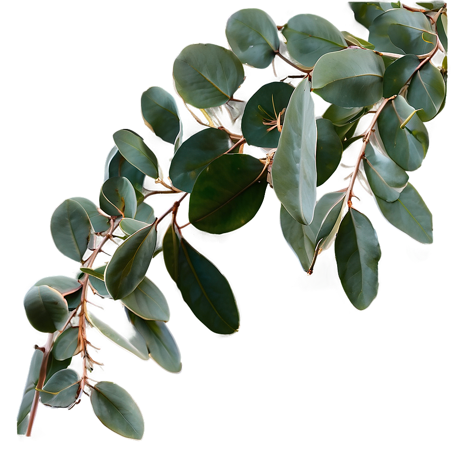 Eucalyptus Table Centerpiece Png 05242024