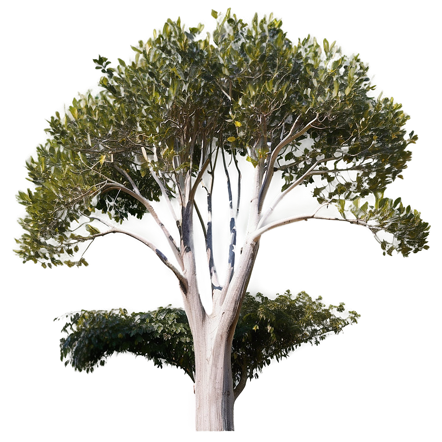 Eucalyptus Tree Canopy Png Jaq