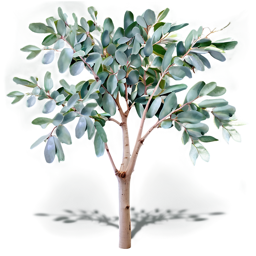 Eucalyptus Tree Leaves Png Jrb