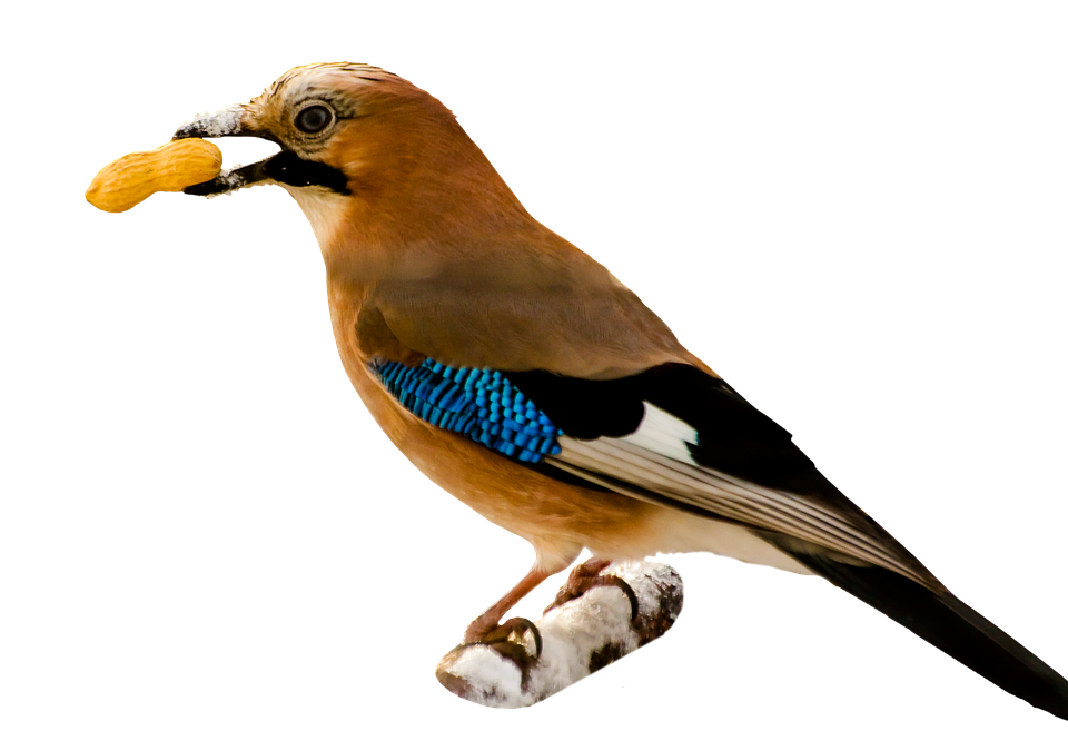 Eurasian_ Jay_ With_ Peanut