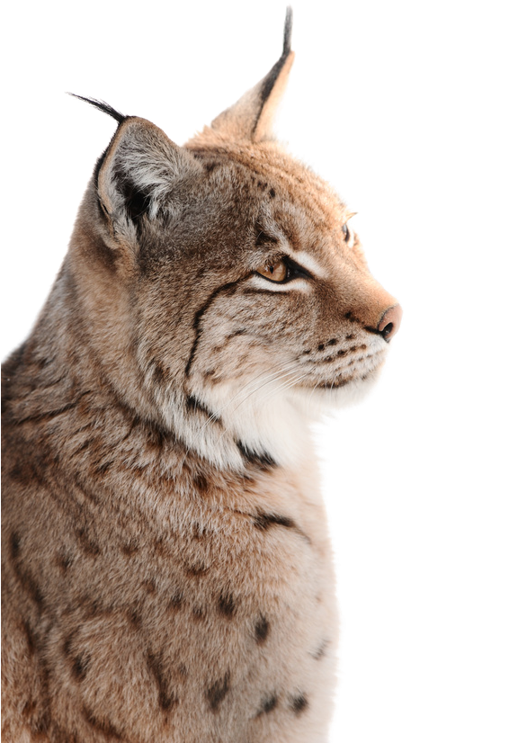 Eurasian Lynx Profile