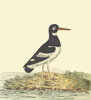 Eurasian Oystercatcher Illustration