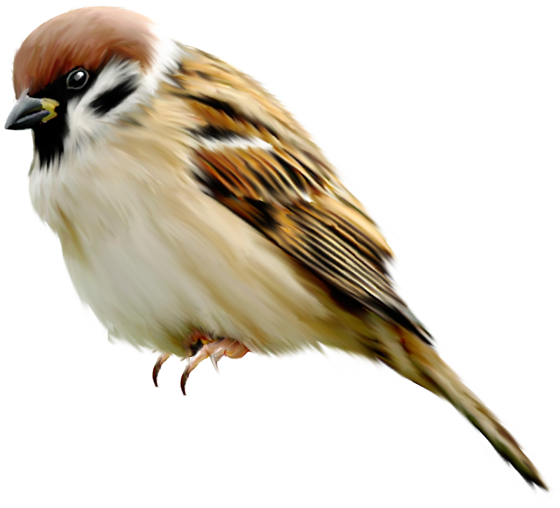 Eurasian Tree Sparrow Illustration.png