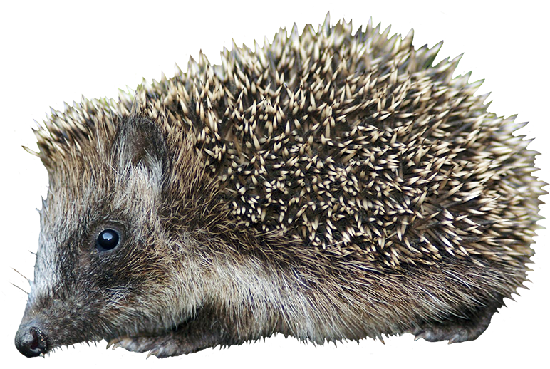 European Hedgehog Side View