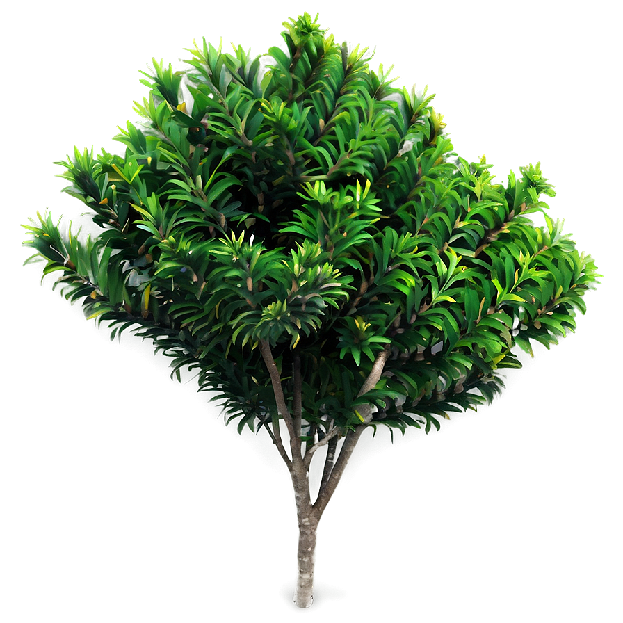 Evergreen Bush Png Anv