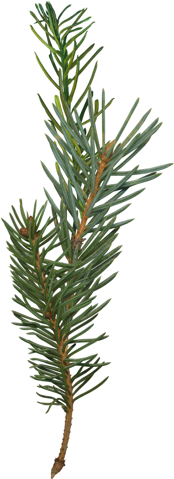 Evergreen Pine Branch.png