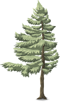 Evergreen Pine Tree Illustration