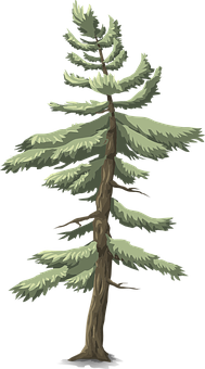 Evergreen Pine Tree Illustration