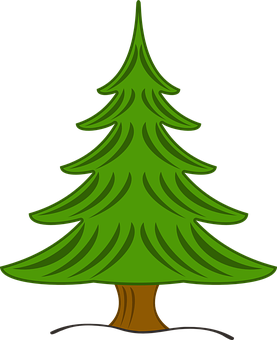 Evergreen Pine Tree Vector