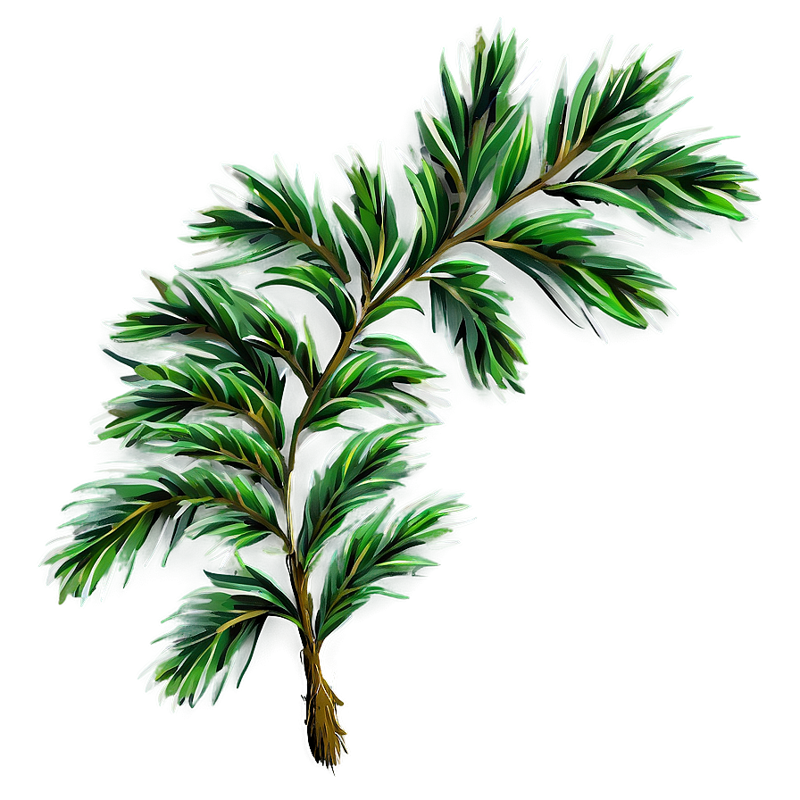 Evergreen Plant Png 05032024