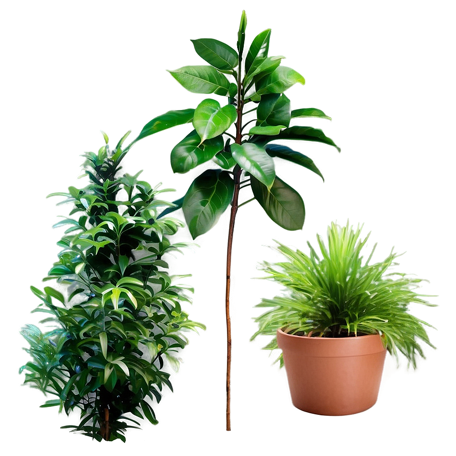 Evergreen Plants Png 9