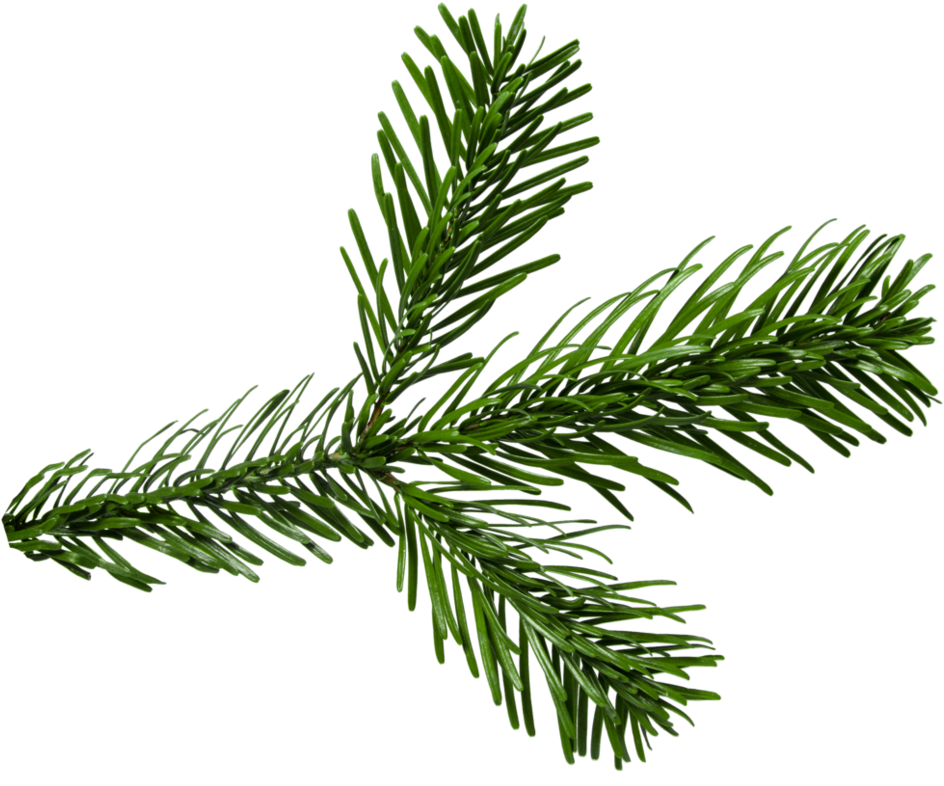 Evergreen Spruce Branch.png