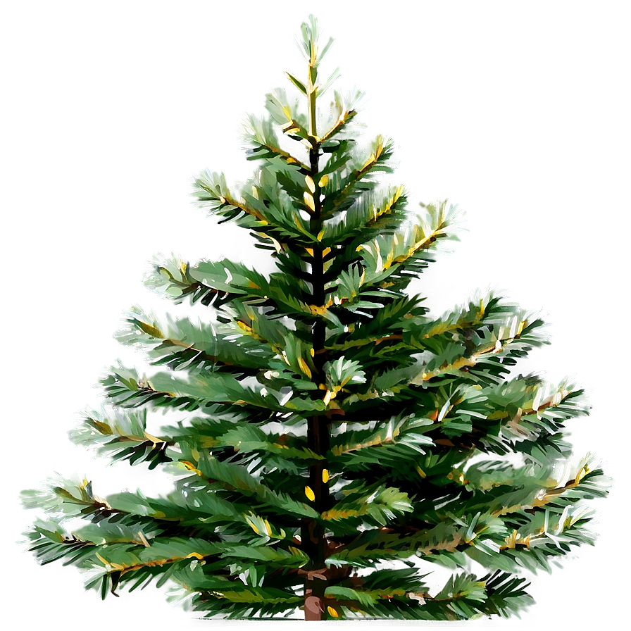 Evergreen Spruce Tree Png Vse45