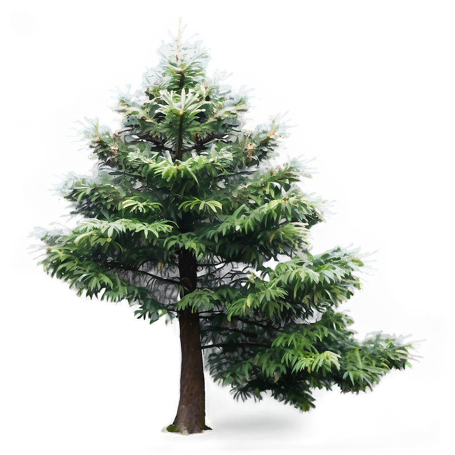 Evergreen Tree In Mist Png Fel76