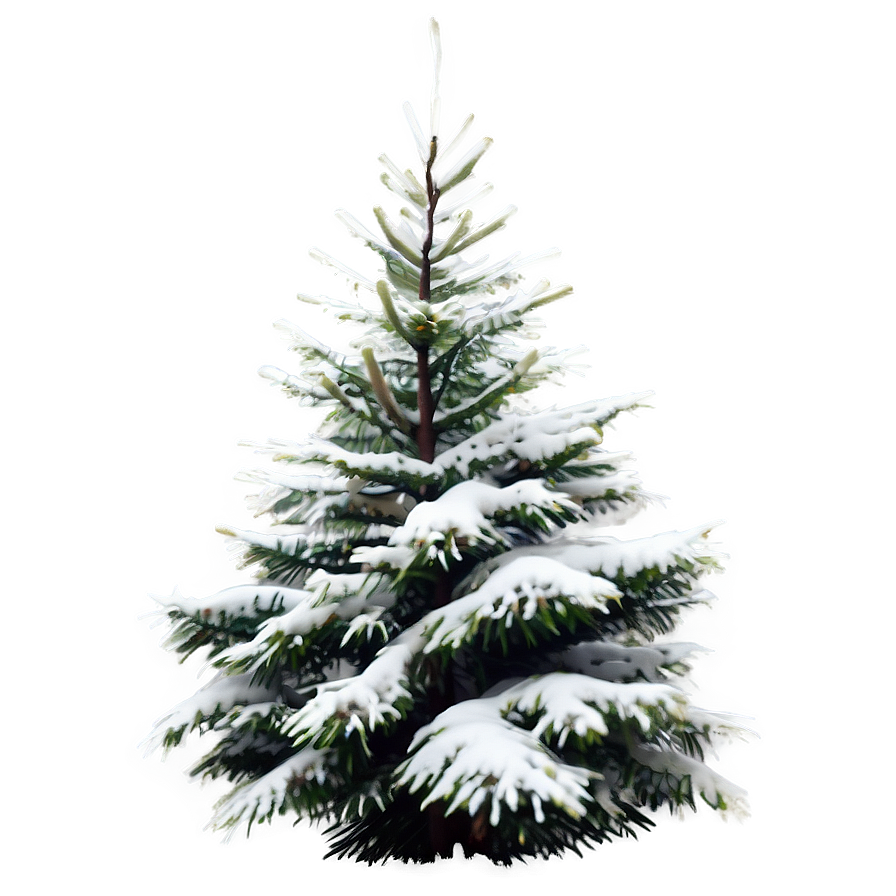 Evergreen Tree In Snow Png Faj