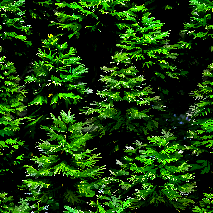 Evergreen Tree On Hill Png Nqg75