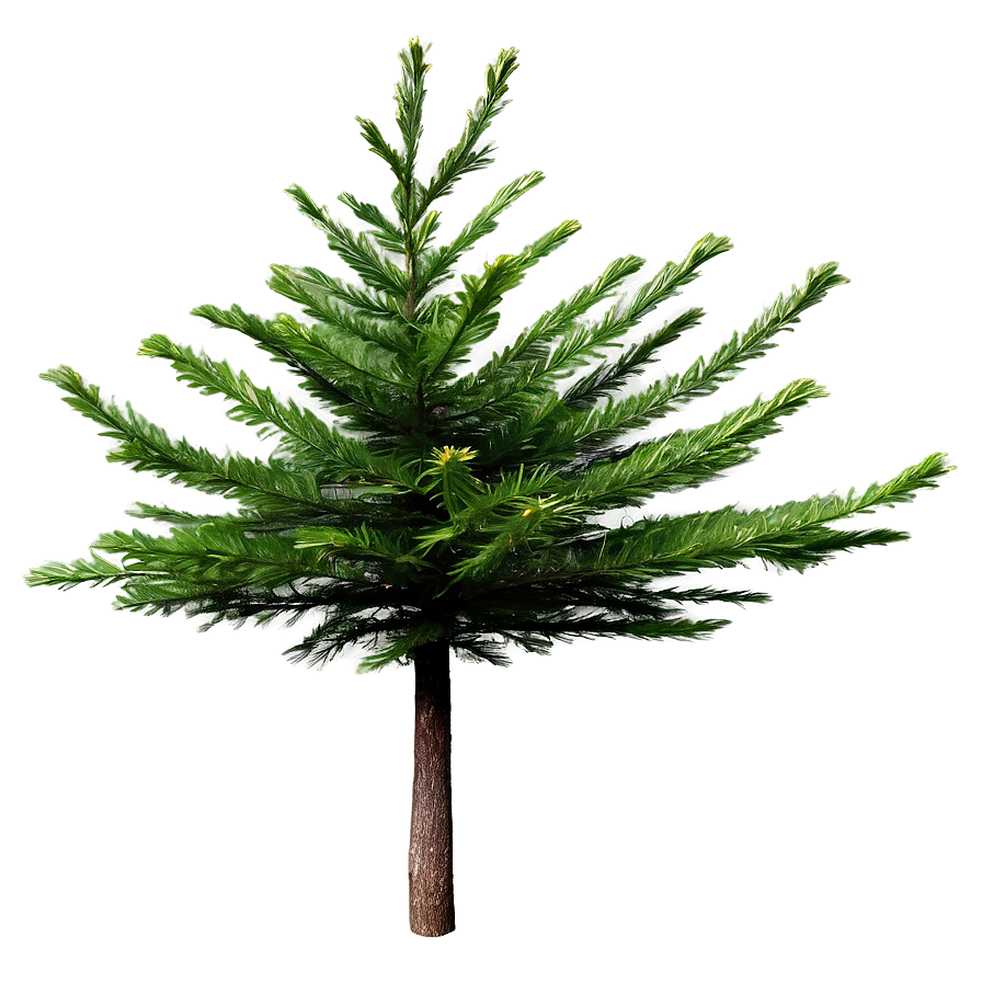 Evergreen Tree Texture Png Vge51