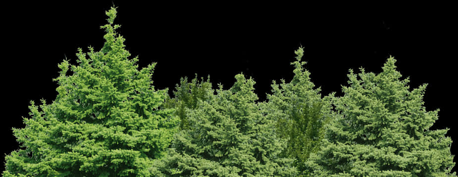 Evergreen Treetops Against Night Sky