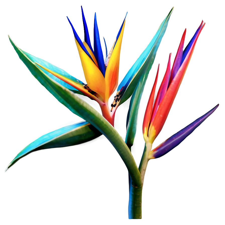 Exotic Bird Of Paradise Plant Png 78