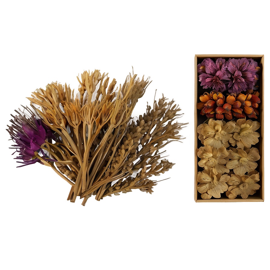 Exotic Dried Flowers Collection Png Req