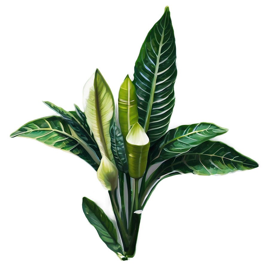 Exotic Herb Png Oyv