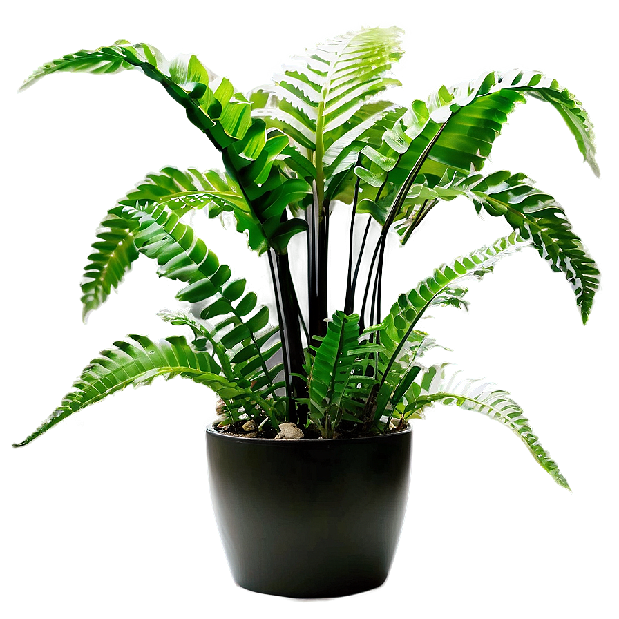 Exotic Indoor Ferns Png Cuj