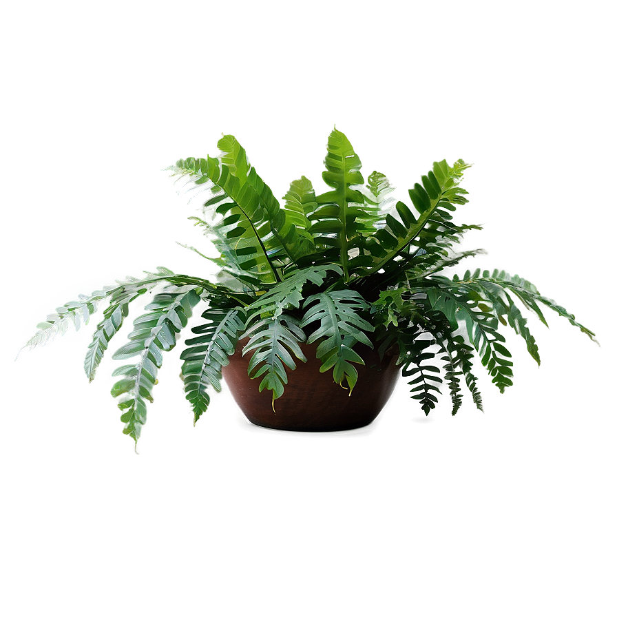 Exotic Indoor Ferns Png Hou79