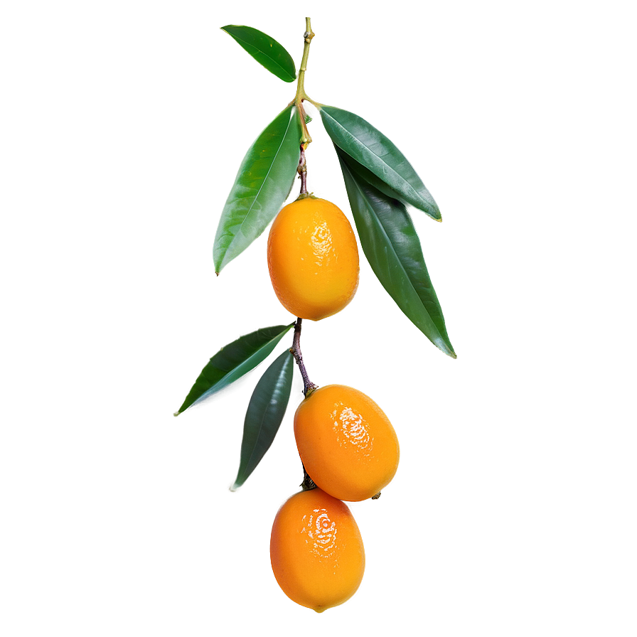 Exotic Kumquat Png Uan85