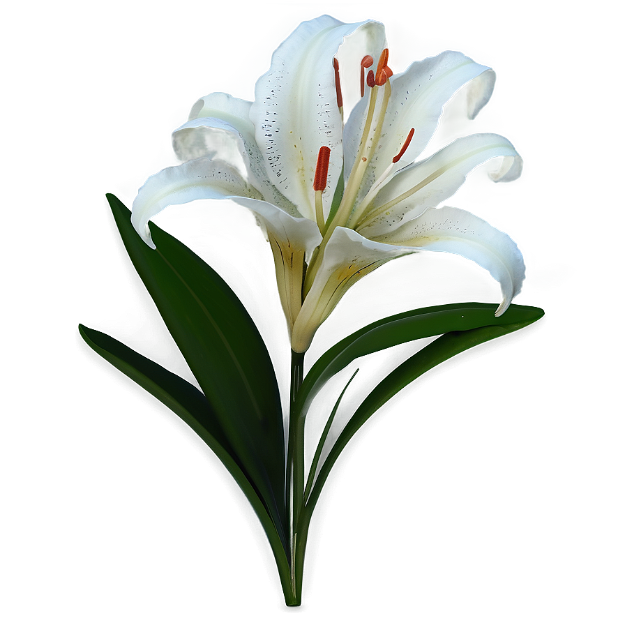 Exotic Lily Flower Png Dgj44