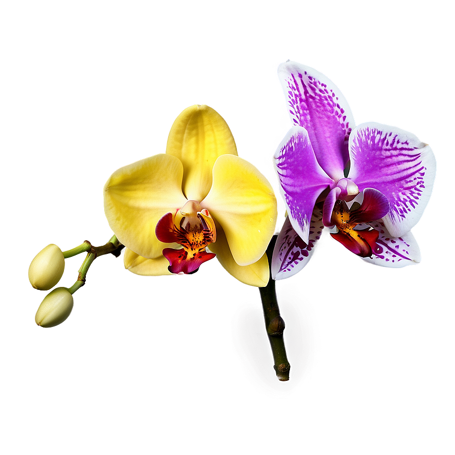 Exotic Orchid Png 13