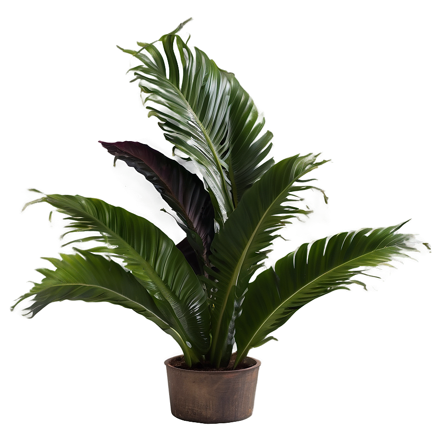 Exotic Plants Png 05042024