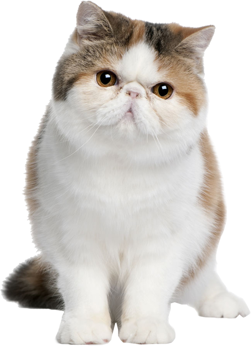 Exotic Shorthair Cat Standing