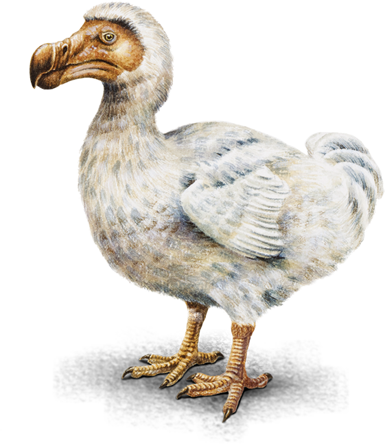 Extinct Dodo Bird Illustration