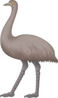 Extinct Emu Illustration