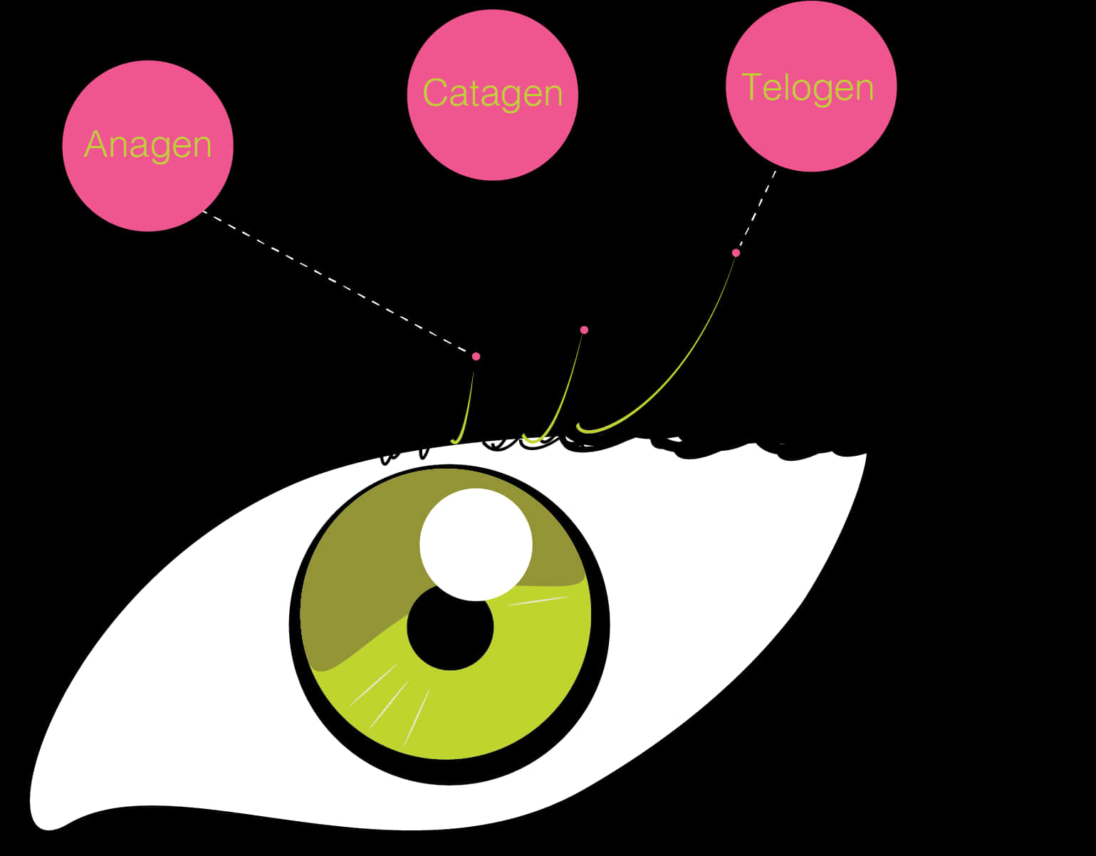 Eyelash Growth Cycle Illustration